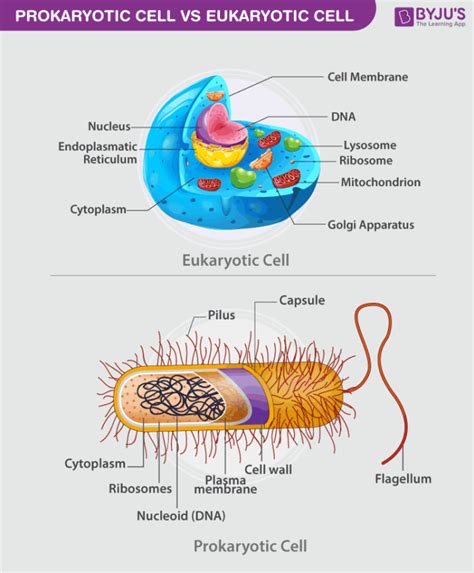 Differences Between Prokaryotic Cell And Eukaryotic Cell Byjus