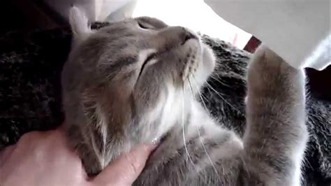 Happy Scottish Fold Tabby Kitten Cat Likes Head Scritches Youtube