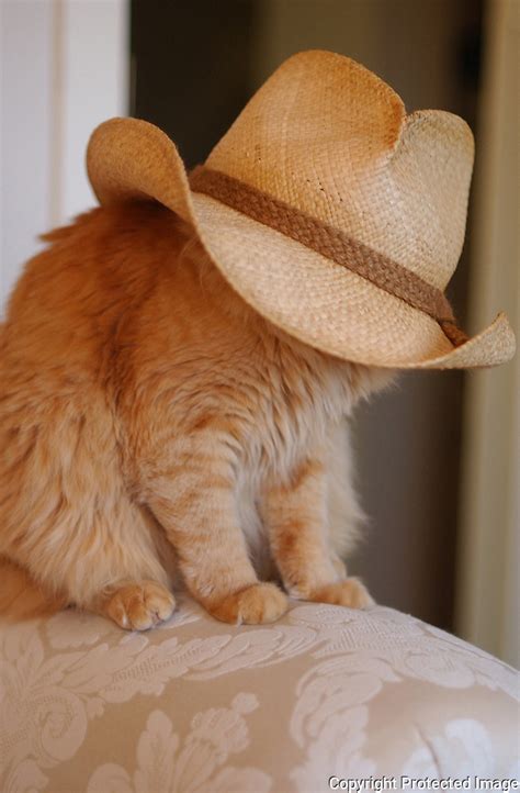 As we've seen in the past, cats tend to make viral history; Duncan the Cat and Cowboy Hat | Essdras M Suarez/EMS ...