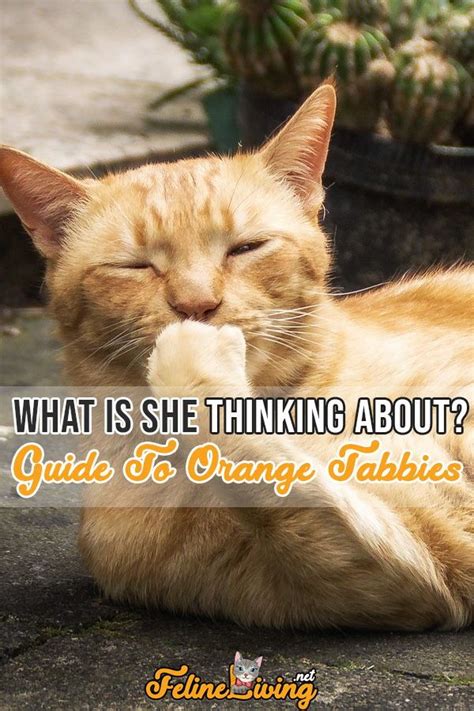 Orange Tabby Cats Facts Personality And Genetics Orange Tabby Cats