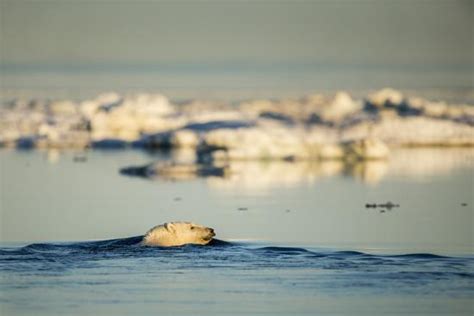 Polar Bear Swimming In Hudson Bay Nunavut Canada Photographic Print