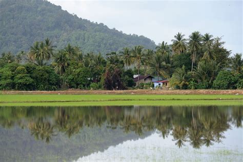 Unlike the other sungai pinang , the sungai pinang of the west coast is relatively unpolluted by inorganic waste. Balik Pulau Food, Travel, and Things to Do