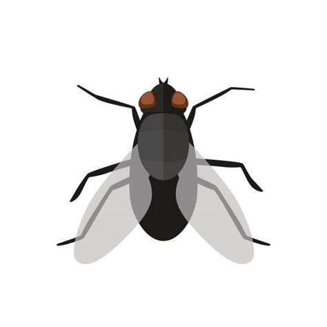Black Fly Clip Art 20 Free Cliparts Download Images On Clipground 2024