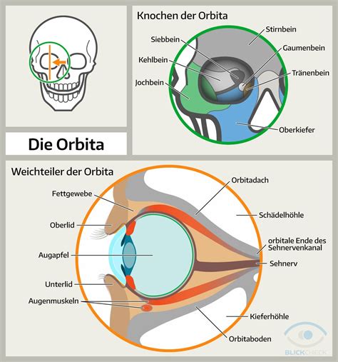 Die Orbita (Augenhöhle): Knochen und Weichteile. | Anatomie und