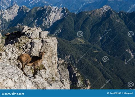 Goat At Slope Of Italian Julian Alps Stock Image Image Of Mountain