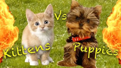 Kittens Vs Puppies Youtube