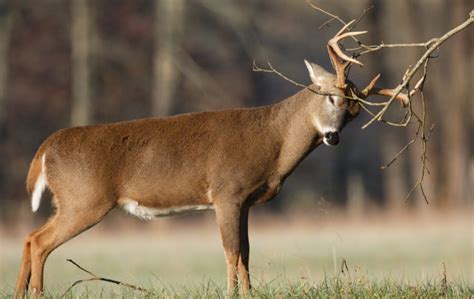 White Tail Deer Secrets For Whitetail Deer