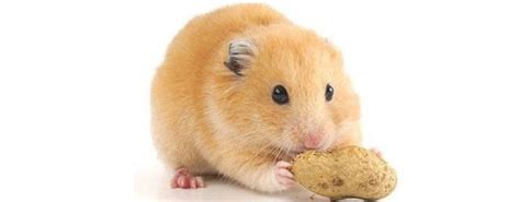 LSHR Homepage | Hamster food, Hamster diet, Hamster