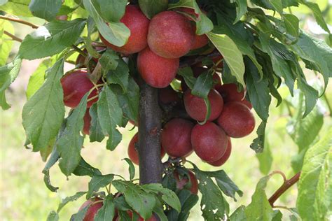 Check out the pronunciation, synonyms and grammar. Plums