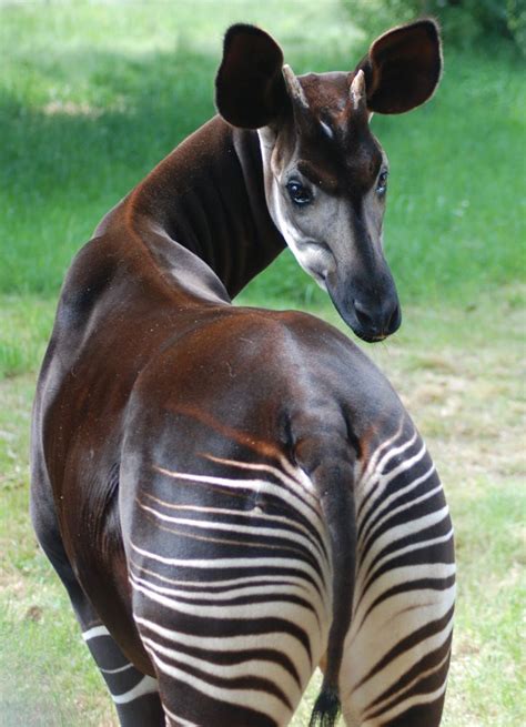 Okapi By Natural Encounters 500px Rare Animals Animals