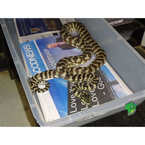 Het Albino Darwin Carpet Python Adult Male Strictly Reptiles Inc