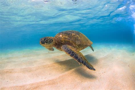 Hawaiian Green Sea Turtle Stock Photo Image Of Backgrounds 63933374