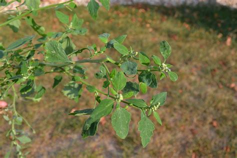 Lambsquarters Is A Summer Annual Broadleaf Weed