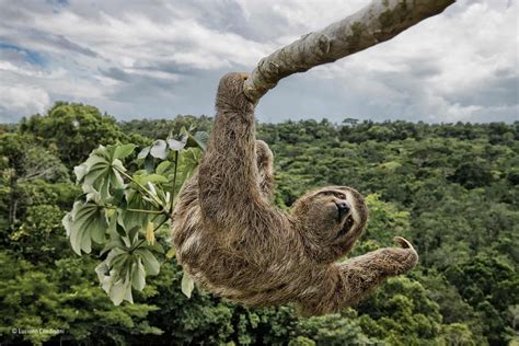 Wildlife Photographer Of The Year Peoples Choice Award In Pictures