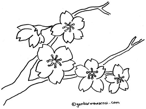 36 Gambar Bunga Sakura Menggambar Simple Dan Minimalis