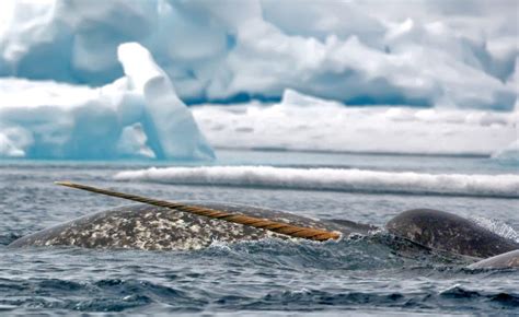 Are Narwhals Endangered Here Are Some Facts Arctic Kingdom