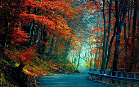 Autumn Road Leaves Wallpaper Coolwallpapersme