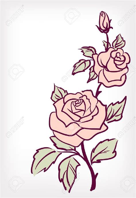 5,144 rose vine premium high res photos. Image result for pink rose drawing | Rose coloring pages, Rose outline drawing, Vine drawing