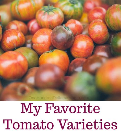 Heirloom tomatoes are wonderfully quirky, with characteristics that vary from species to species. Dig For Your Dinner - Growing Heirloom Tomatoes From Seed ...