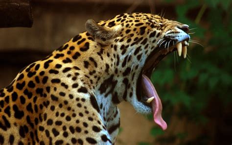 Beauty Cute Amazing Animal Wild Leopard Big Cat Wallpaper
