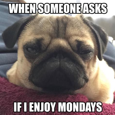 True Story Puglife Meme Pug Life Funny Dogs Cute Puppies