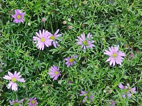 We did not find results for: Native Daisy "Break O Day" 6" Pot - Hello Hello Plants ...