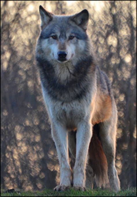 If you have a logo, book cover, business. Kids' Den - Wolf Fact File - UK Wolf Conservation Trust