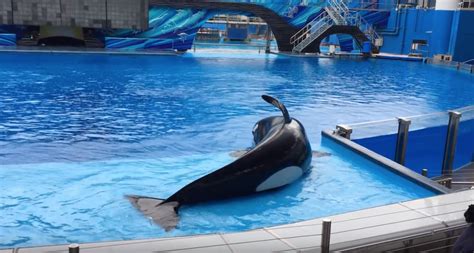 Sad Seaworld Loses Another Orca Dolphin Project