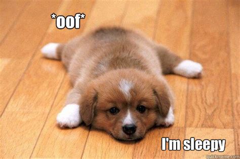 Tired Puppy Memes Quickmeme