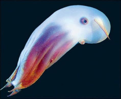 Dumbo Octopus Fun Facts Pictures And Information Deep Sea Creatures