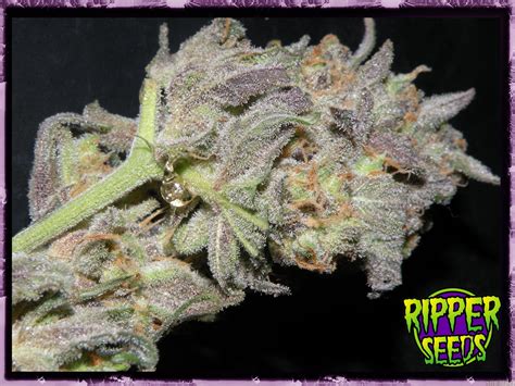 Strain-Galerie: Ripper Haze (Ripper Seeds) PIC #09081298619921434 von