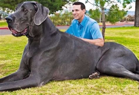 ¡increíble ¡estos Son Los 10 Perros Más Grandes Del Mundo Dondiario