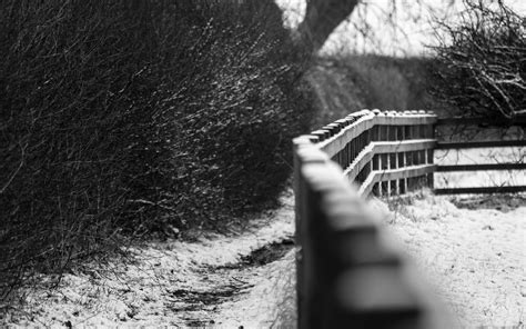 Обои зима Trees Fences Nature Depth Of Field заборы глубина