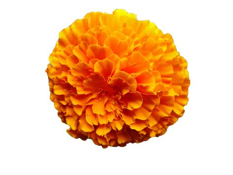 Mexican Marigold Flower Calendula Officinalis Orange Marigold Flower