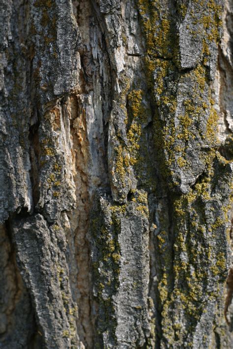 Tree Bark Close Up 01 By Dr Druids Stock On Deviantart