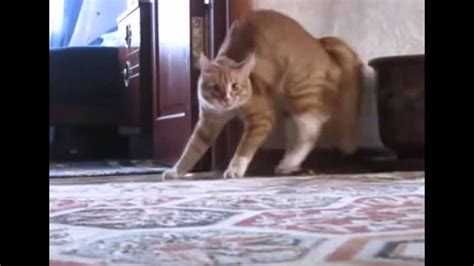 Cat Lifted Up By A Ghost Hilarious Youtube
