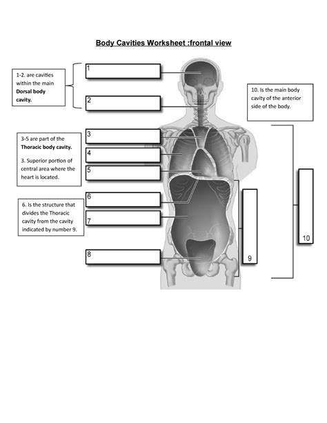 Body Cavities Worksheet Blank Body Cavities Worksheet Frontal View 1