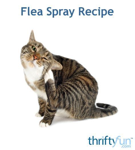 Homemade Flea Spray Recipe Homemade Flea Spray Flea Spray Cat Fleas
