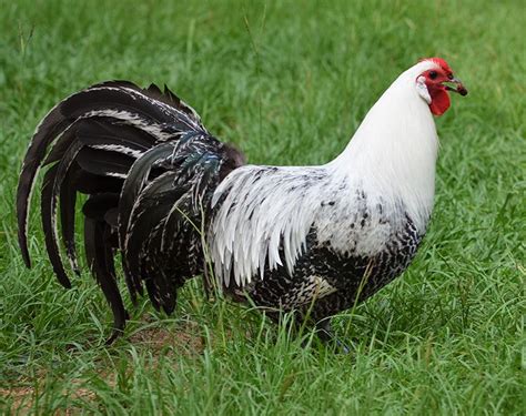 Sabelpoot, is a bantam breed of chicken. Greenfire Farms - Deathlayer | Chickens backyard, Chicken breeds, Heritage breeds