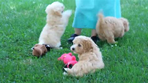 Find a maltipoo puppy from reputable breeders near you and nationwide. Maltipoo Puppies For Sale - YouTube