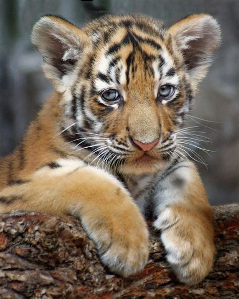 Amur Tiger Cub Photograph By Nikolyn Mcdonald Fine Art America