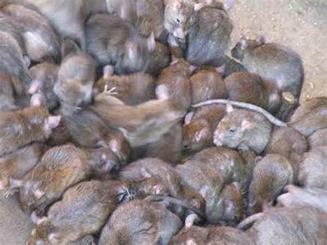 Infestation Of Rats