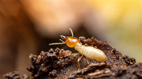 How To Prevent Termites From Infesting Your Lawn And Damaging Your