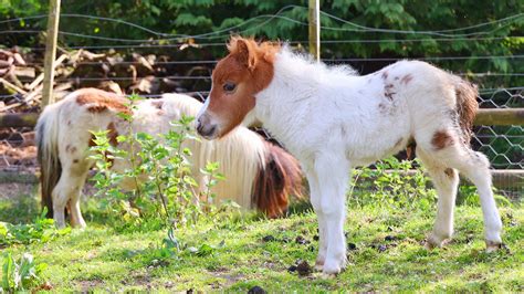 The Miniature Pony Centre On Dartmoor To Permanently Close