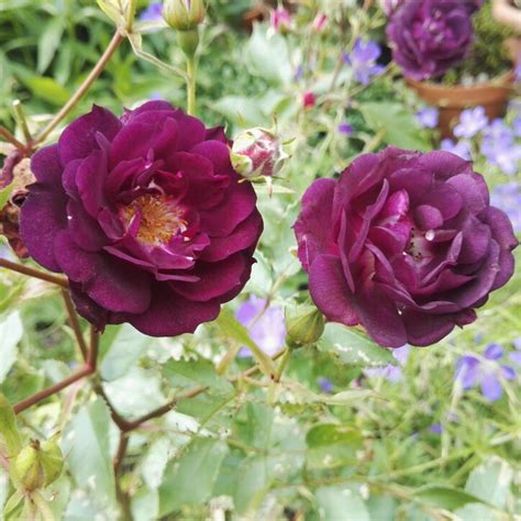 Rosa Wekfabpur Syn Rosa Midnight Blue Rose Midnight Blue Shrub