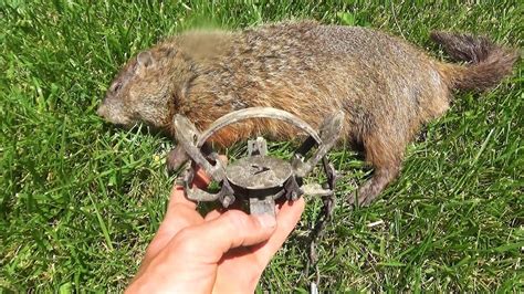 How To Trap Groundhogs With Foothold Traps Youtube