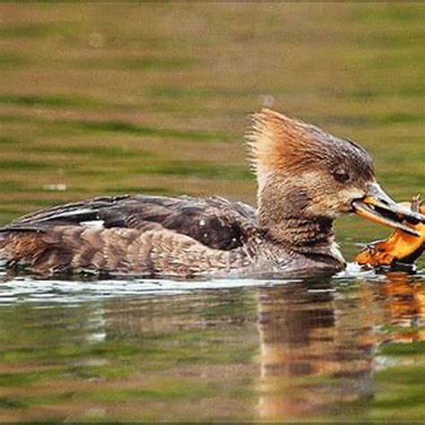 What Do Baby Merganser Ducks Eat Diy Seattle