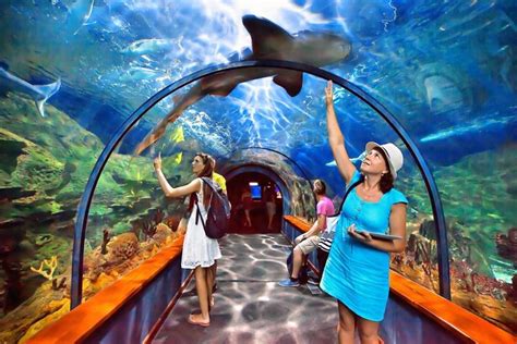 Tripadvisor Meer Aquarium Vip Tour Ticket Sentosa Island Singapur