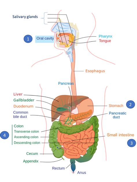 Digestive System Organs And Functions