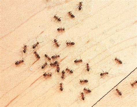3 Types Of Ants That Can Damage Your Yard Daves Pest Control